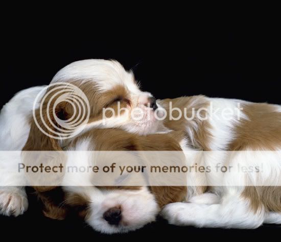 Puppies.jpg good night image by bzhj1