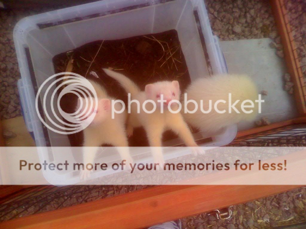 Albino Ferret Kits Working Dogs & Livestock The Hunting Life