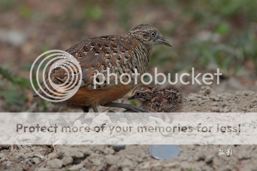 http://i475.photobucket.com/albums/rr115/ming7457/2-71.jpg