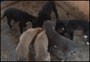 dog1.gif