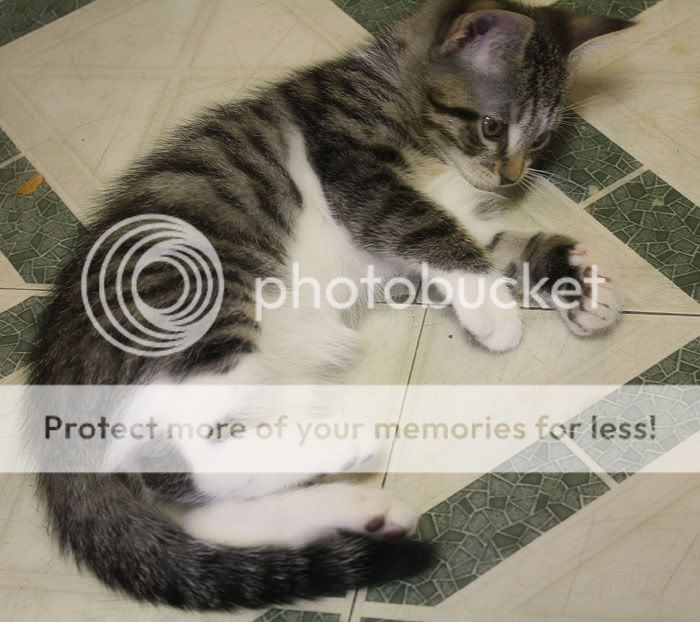 Photobucket