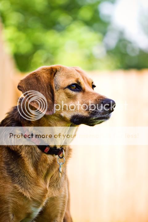 IMAGE: http://i475.photobucket.com/albums/rr120/noWAFFLESforU/roxy%20and%20riley/IMG_8012_LR.jpg