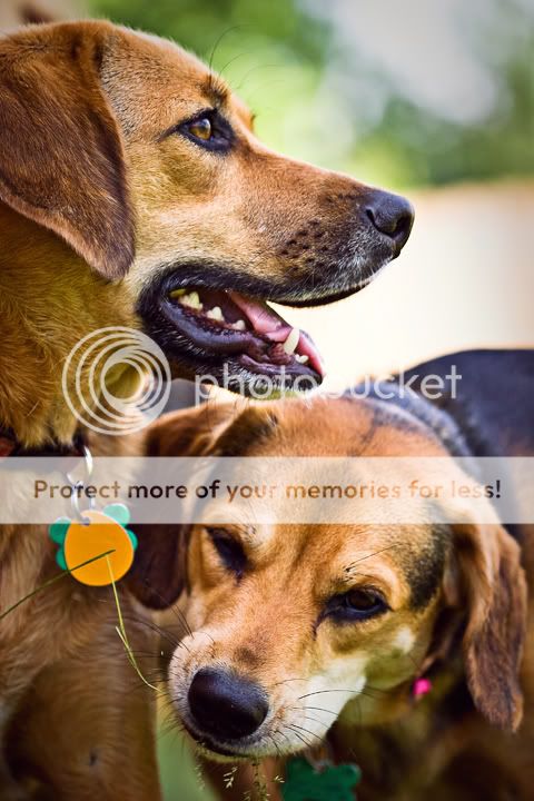 IMAGE: http://i475.photobucket.com/albums/rr120/noWAFFLESforU/roxy%20and%20riley/IMG_8019_LR.jpg