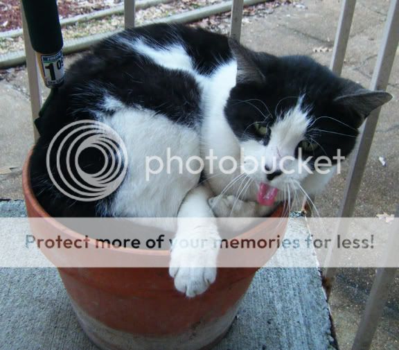 [img width=576 height=505]http://i475.photobucket.com/albums/rr120/poisonivy_007/Pets%20and%20Other%20Animals/2009_02280005.jpg[/img]