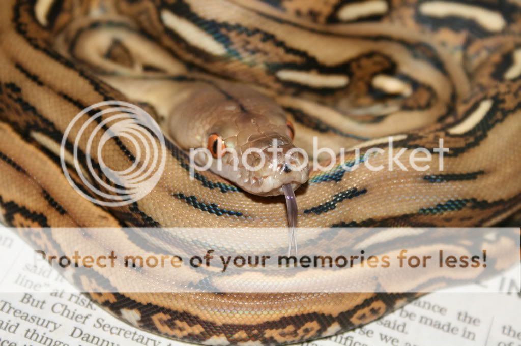 Snake Gang | Reptile Forums