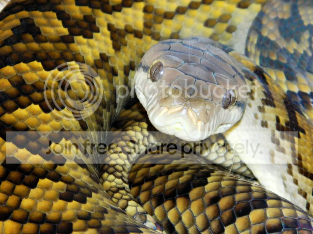 Some recent pics | Aussie Pythons & Snakes Forum