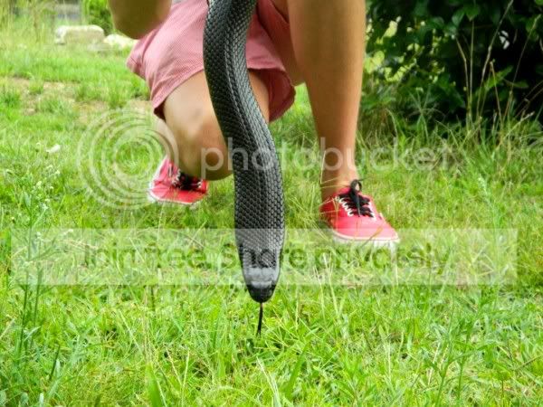 Some recent pics | Aussie Pythons & Snakes Forum